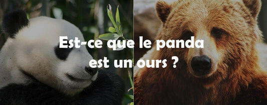 Est-ce-que-le-panda-est-un-ours