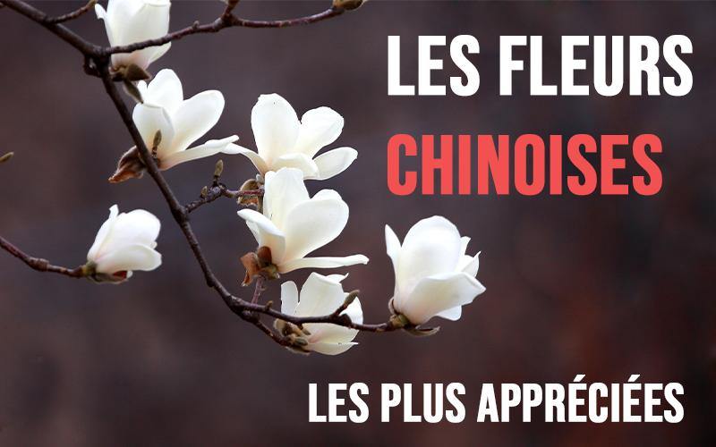 fleur chinoise