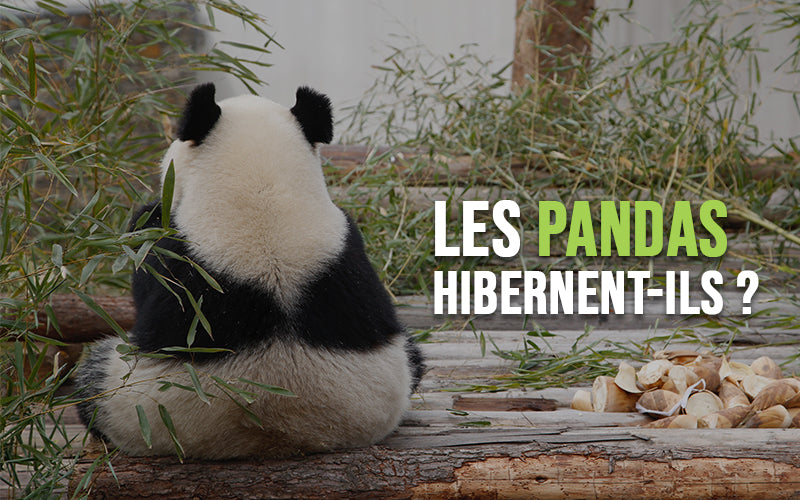 Les-pandas-hibernent-ils