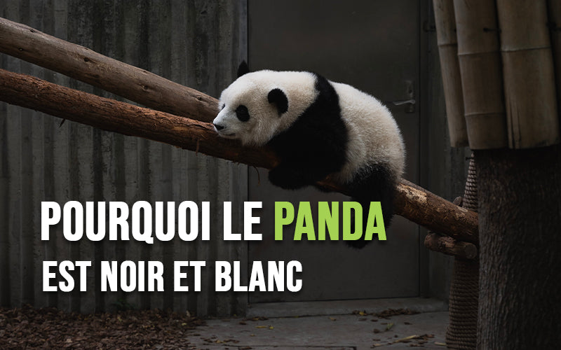 Pourquoi le panda est noir et blanc Univers de Chine