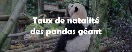 taux-de-natalité-des-pandas-géant
