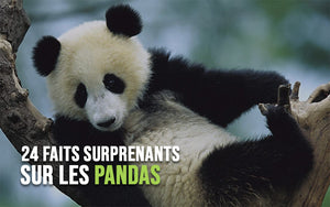 faits-sur-les-pandas-géants
