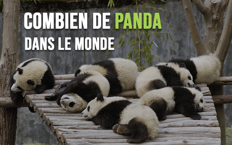 combien-de-panda-dans-le-monde