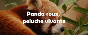 Panda roux : la peluche vivante