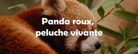 panda-roux,-peluche-vivante