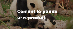 Comment le panda se reproduit