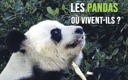 Ou-vit-le-panda